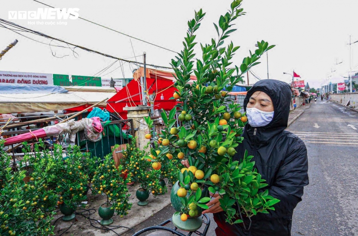 Kumquat is believed to bring prosperity and wealth, family happiness to buyers in the new year 