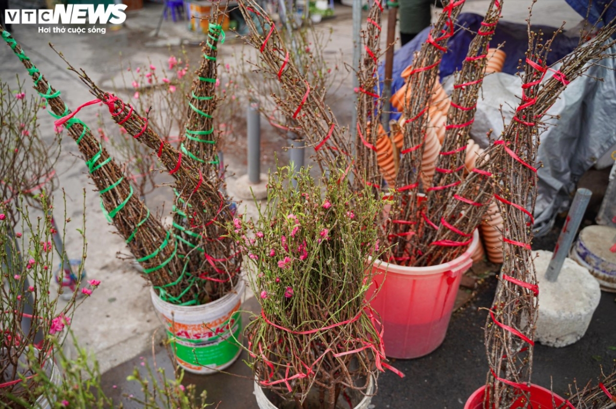 These branches have been trimmed from trees grown in Phu Thuong village, Tay Ho district.