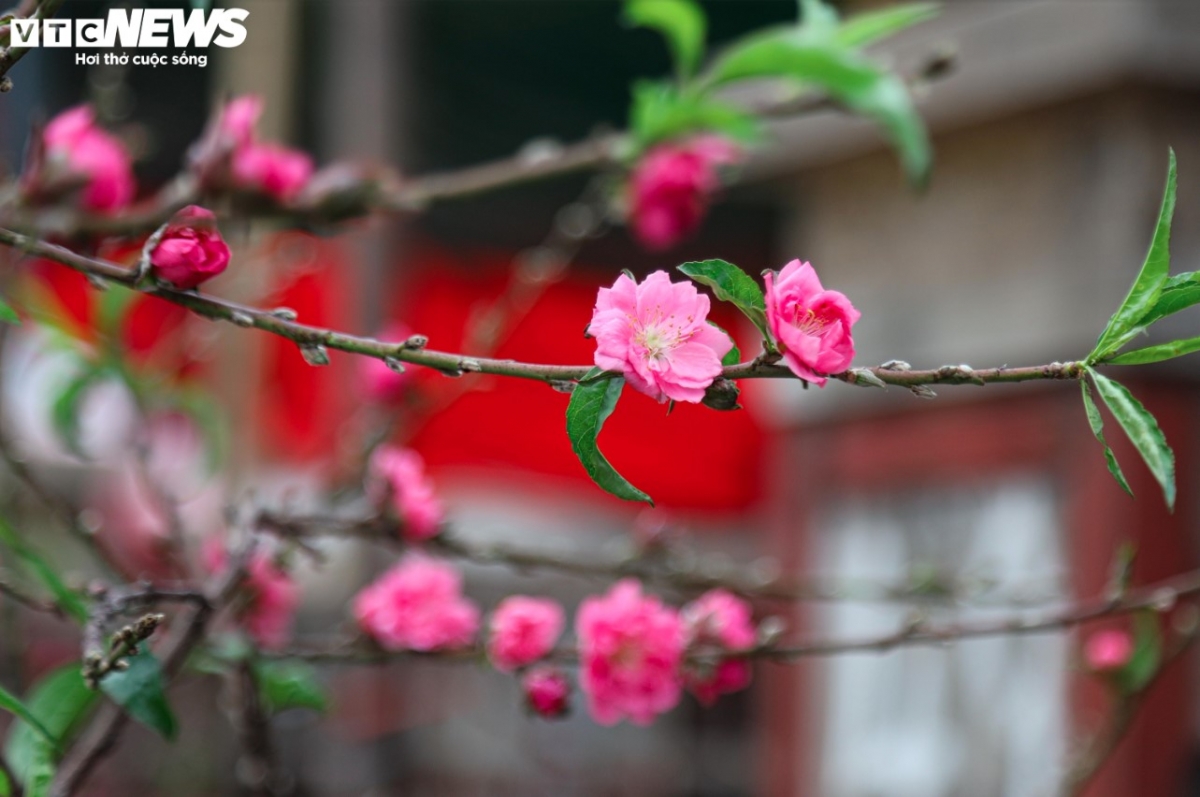 The blossoming of the flowers marks the initial sign that the Lunar New Year is just around the corner.