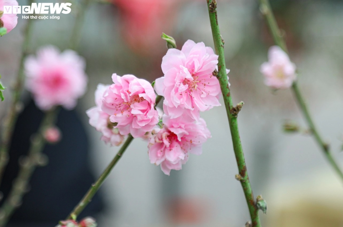 Peach flowers are widely believed to represent both luck and prosperity when moving into the new year.