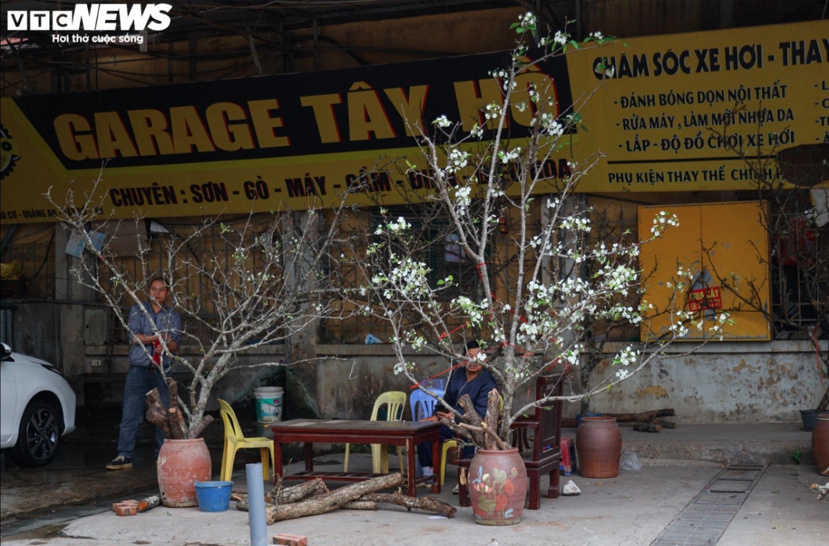 Aside from peach blossoms, several traders at Quang An flower market also sell wild flowers ahead of the festive season. Each branch costs between VND200,000 and VND500,000.