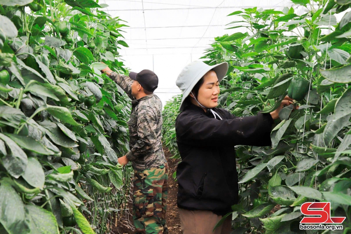 HTX hữu cơ Mộc Vân Trang trồng ranh xanh trong nhà kính.