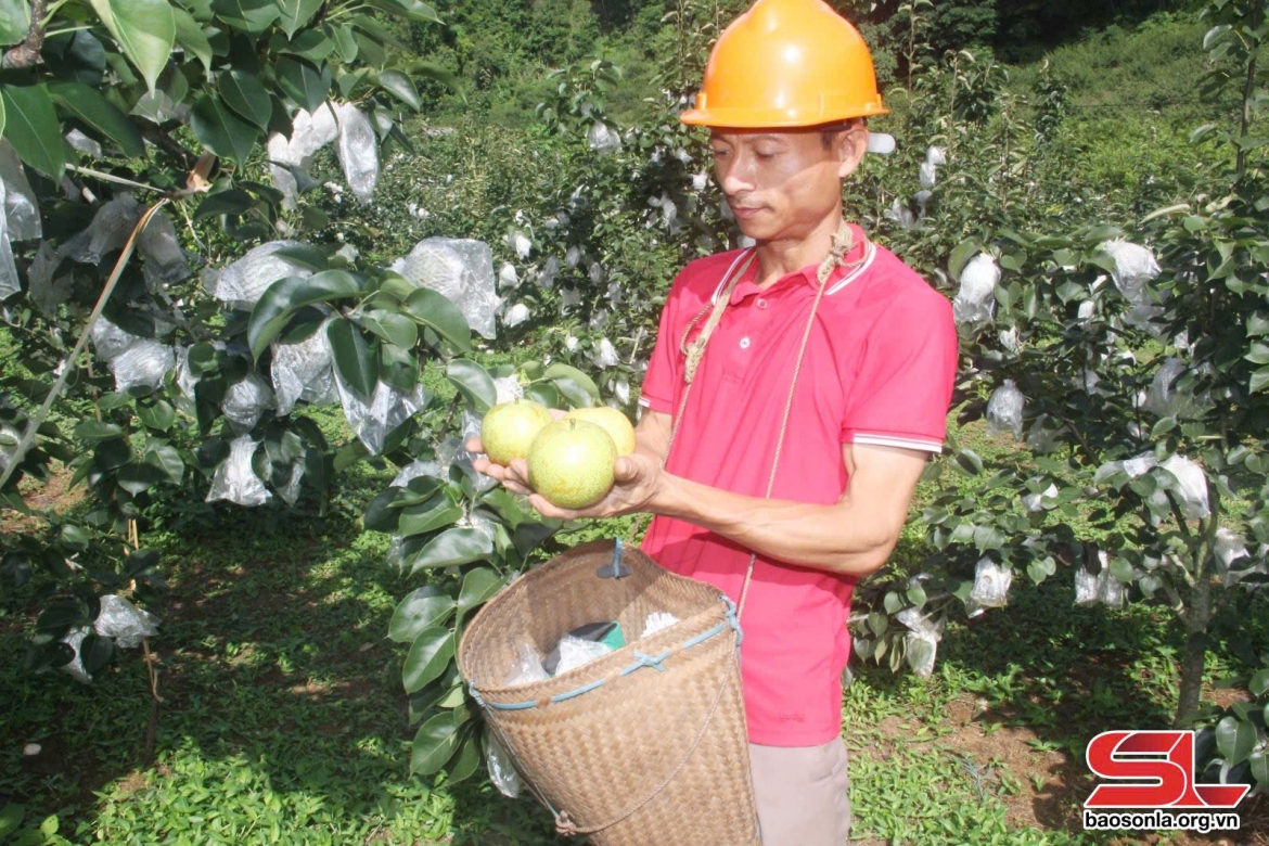 Lê Yên Châu có mẫu mã đẹp do được bọc quả.