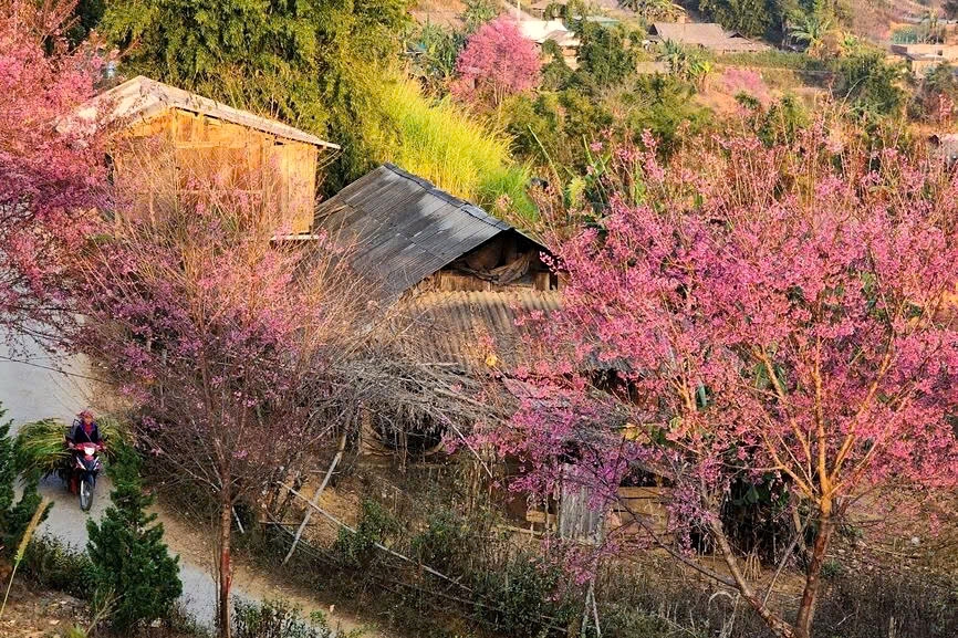 The flowers typically grow naturally on hillsides, mountain ranges, and in forests, blooming in spring, particularly around the Lunar New Year. Local people say the wild flowers start blooming from high mountain areas down to lower altitudes, as the cold weather accelerates the blooming process.
