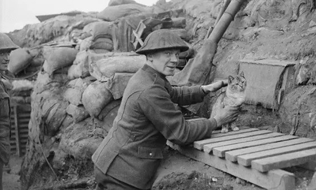 Binh sĩ chơi đùa với mèo trong Thế chiến I. Ảnh: Bảo tàng Chiến tranh Đế quốc
