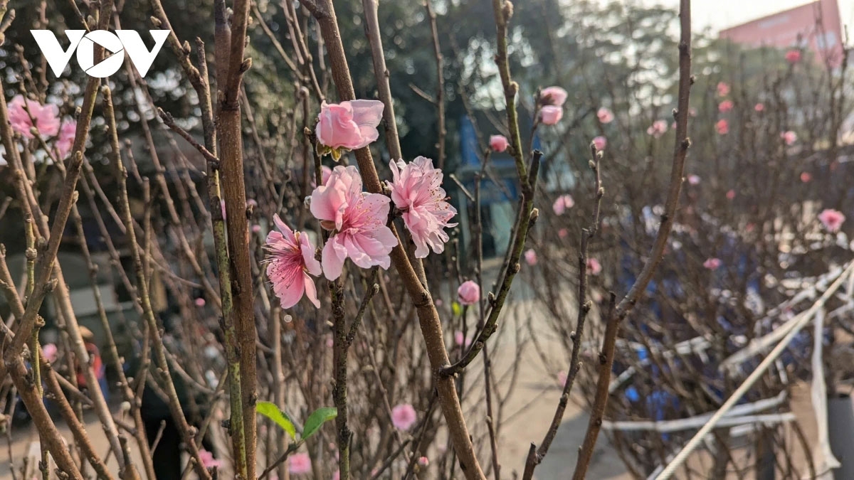 Hoa đào là loại hoa truyền thống của miền Bắc trong dịp Tết, thấy hoa đào nở là thấy Tết đến, xuân về. Hoa đào được xem là tinh hoa của ngũ hành, biểu trưng cho sự sinh sôi, nảy nở. Việc trưng cây đào, cành đào trong nhà ngày Tết như một cách để cầu xin may mắn, tài lộc trong năm mới.