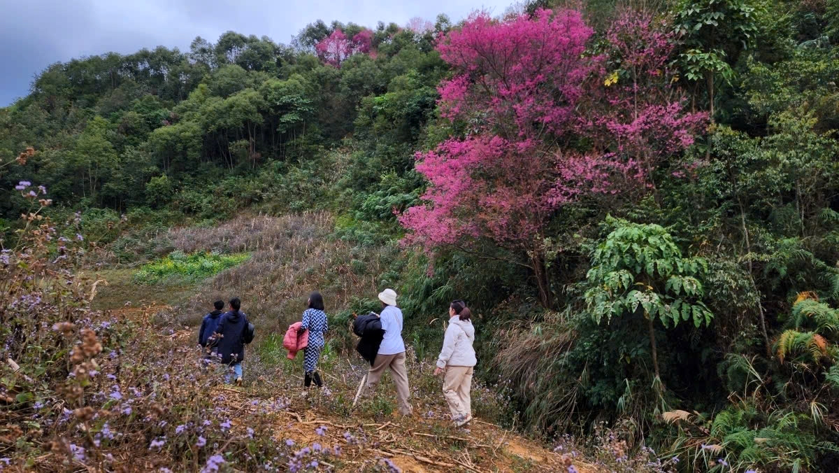 The areas with the flowers in full bloom are the villages of Ta Chi Lu, Trong Pao Sang, and Trong Tong in La Pan Tan Commune, Mu Cang Chai District. Visitors can hire local guides and explore the blossoms by walking or riding motorcycles.