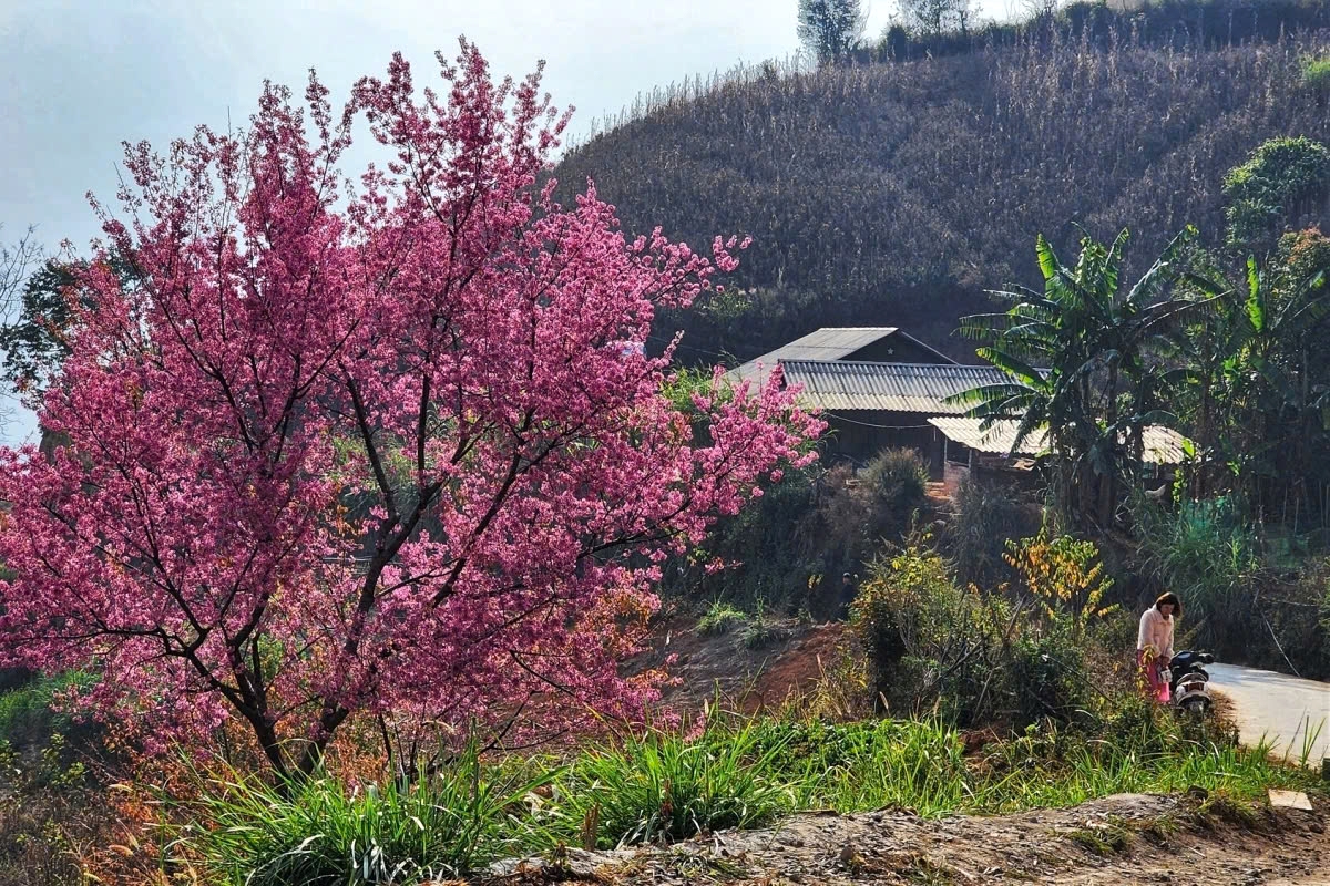 In addition to La Pan Tan, visitors can also tour communes like Nam Khat, De Xu Phinh, and Lao Chai to immerse themselves in the stunning forests of the wild flowers in full bloom.