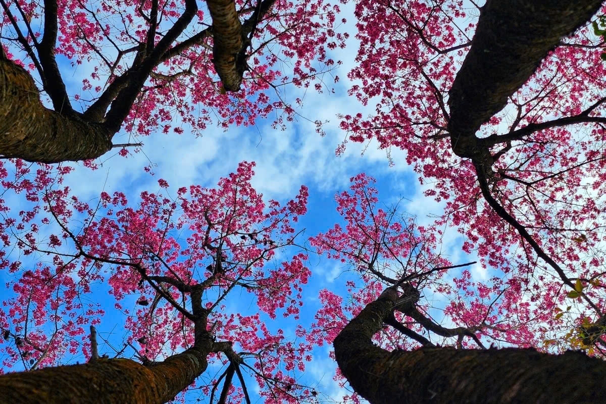 While these trees grow quickly, they do not live long due to borers, and often die after 40 to 50 years. However, new shoots sprout from the old stumps, allowing the trees to continue thriving. According to a tour guide, some forest-grown wild peach blossoms bloom a month later than usual and are prized by artisans for making the binding rings on traditional H'Mong flute. Besides adorning the mountains during late winter and early spring, such trees are also used for crafting musical instruments, tools, and decorative flowers for homes.