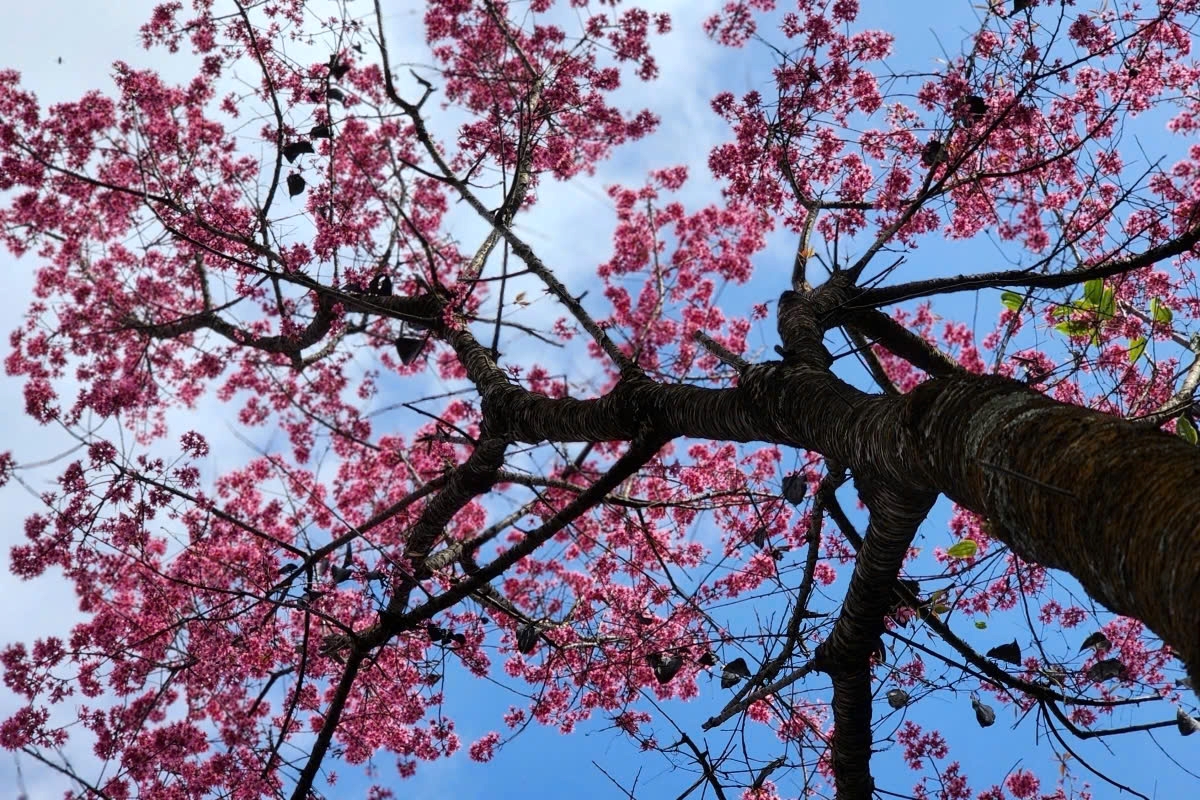 The wild peach blossoms are closely associated with the life and culture of the H’Mong people in the highlands, adding warmth and tradition to the Lunar New Year celebrations.