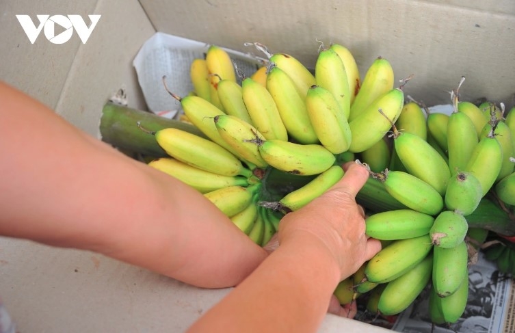 Để chuối nhanh chín, nhà vườn treo những buồng xanh lên giàn, cách mặt đất tầm 1m, ở dưới dùng trấu đốt, lấy hơi nóng “sưởi ấm” cho chuối.