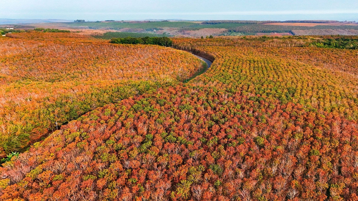 Vẻ đẹp lãng mạn của rừng cao su mùa thay lá không chỉ làm say đắm lòng người mà còn là nguồn cảm hứng bất tận cho các nghệ sĩ. Những sắc màu rực rỡ của thiên nhiên đã trở thành đề tài bất tận cho nhiều tác phẩm văn học, âm nhạc và hội họa, góp phần làm phong phú thêm kho tàng văn hóa của dân tộc. (ảnh: Khang Oce'an)