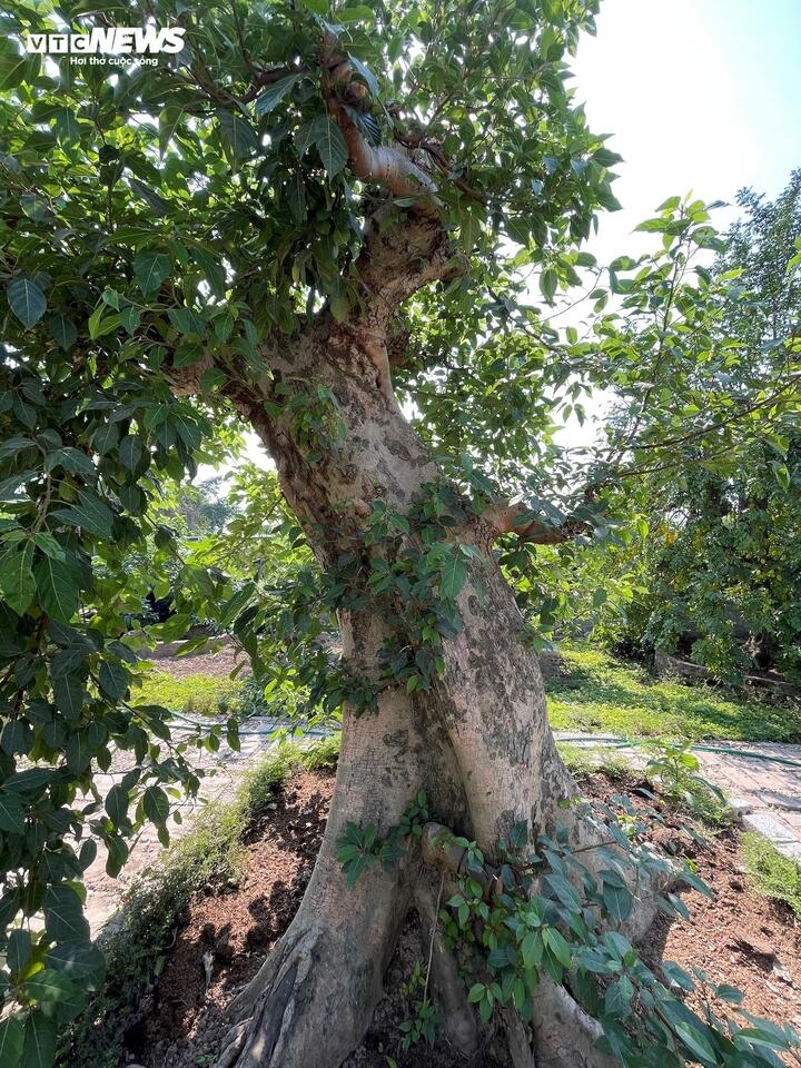 Cây sung hay còn gọi là ưu đàm thụ, là loại cây thuộc họ dâu tằm thường mọc hoang dại ở các vùng nhiệt đới và cận nhiệt đới. Cây sung thường xuất hiện ở những nơi đất ẩm, bìa rừng, nhiều nhất là ven các bờ nước, ao, hồ, sông, suối.