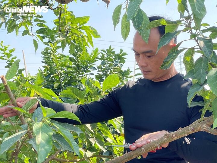 Ông Nguyễn Tùng (Văn Giang, Hưng Yên) được những người trong giới cây cảnh gọi bằng biệt danh “ông vua sung” bởi sở thích độc lạ của ông trong việc sưu tầm và tạo tác cây cảnh.
