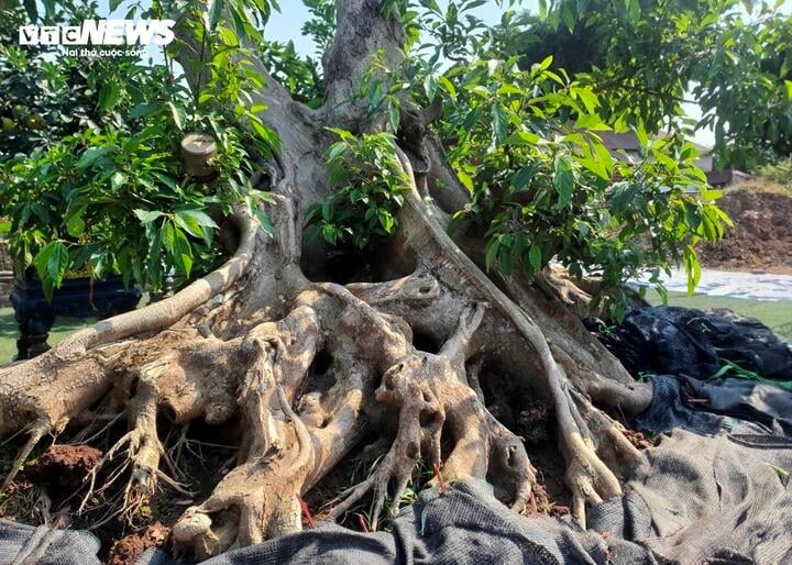 Chỉ vào một gốc sung kích thước “khủng” tại khu vườn trưng bày của mình ven đường quốc lộ 379 (đoạn qua Văn Giang, Hưng Yên), ông Tùng nói: “Cây sung này có đường kính gốc khoảng 4m, cây cao hơn 3m, tán rộng hơn 4m, tôi tìm mua được cách đây 3 năm”.