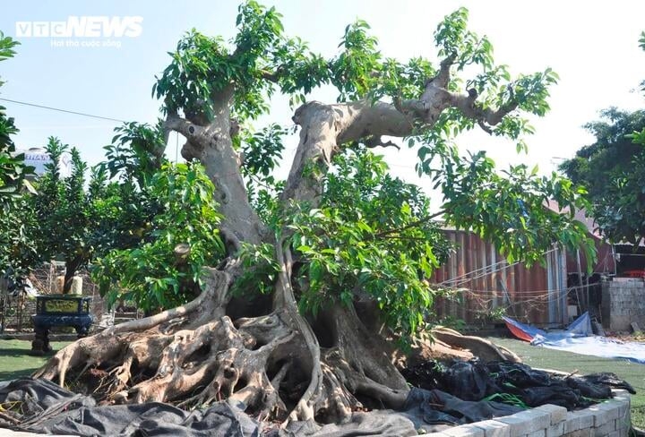 Ông Tùng cho biết, cây sung đang trong quá trình chăm sóc đặc biệt trước khi đặt vào một chiếc chậu cảnh khổng lồ. Hiện, cây được nuôi tay, cành, cho đến khi đạt chuẩn nhất định sẽ tiến hành tạo tán.
