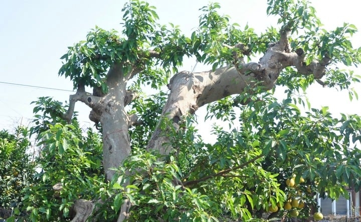 Nhiều người trả giá để mua cây, nhưng ông Tùng không đồng ý bán. “Thậm chí năm ngoái từng có người mang xe ô tô Toyota Camry đến đổi nhưng tôi vẫn không bán”.