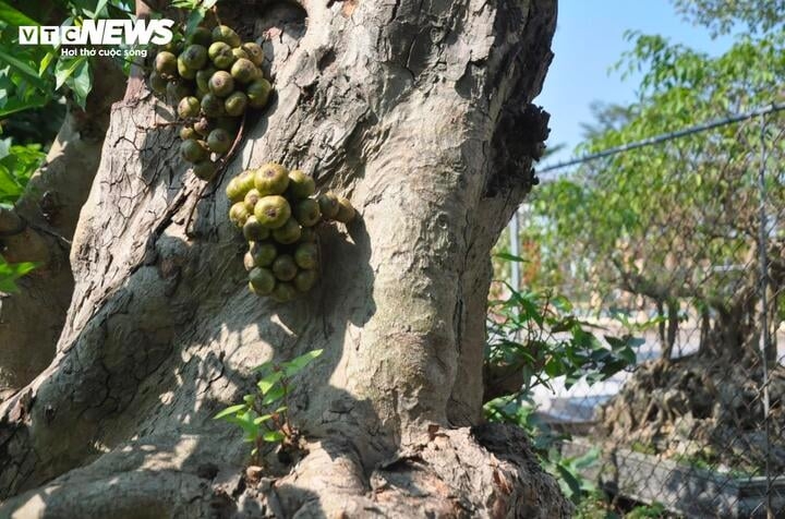 Cây sung nằm trong bộ tứ linh, gồm: Đa - Sung - Sanh - Si và bộ Tam Đa, gồm: Sung (Phúc) – Lộc Vừng (Lộc) – Vạn Tuế (Thọ). Đây là loài cây mang nhiều ý nghĩa tốt đẹp trong phong thuỷ và được trồng để làm cảnh trong nhà.