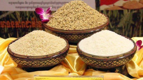 Nửa đầu năm 2025 Philippines chỉ sản xuất được hơn 9 triệu tấn lúa, trong khi mục tiêu cả năm 2025 ở mức 20,46 triệu tấn. (Ảnh minh họa)