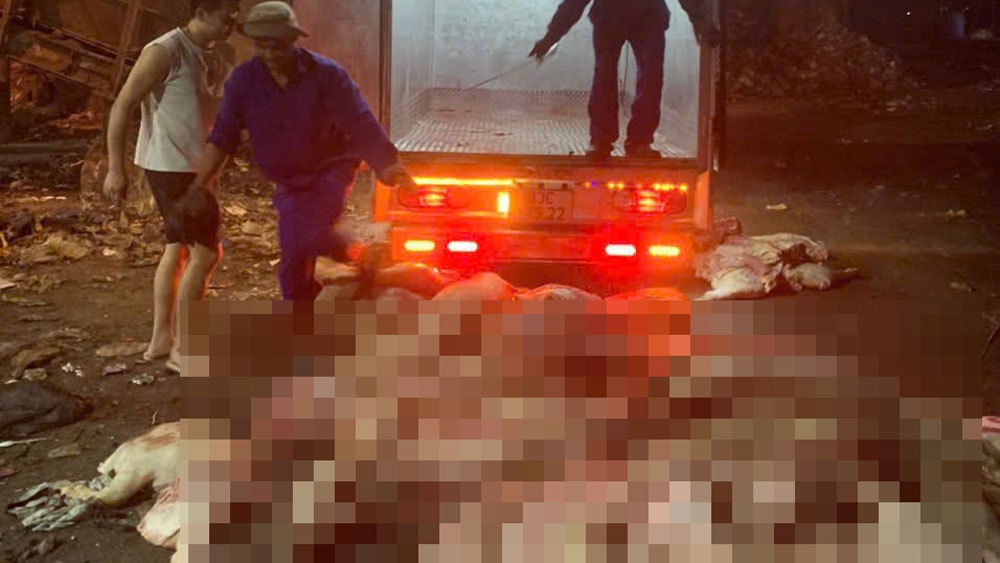 Lực lượng phát hiện số heo chết không rõ nguồn gốc trên xe do Khải điều khiển (ảnh: ĐC)