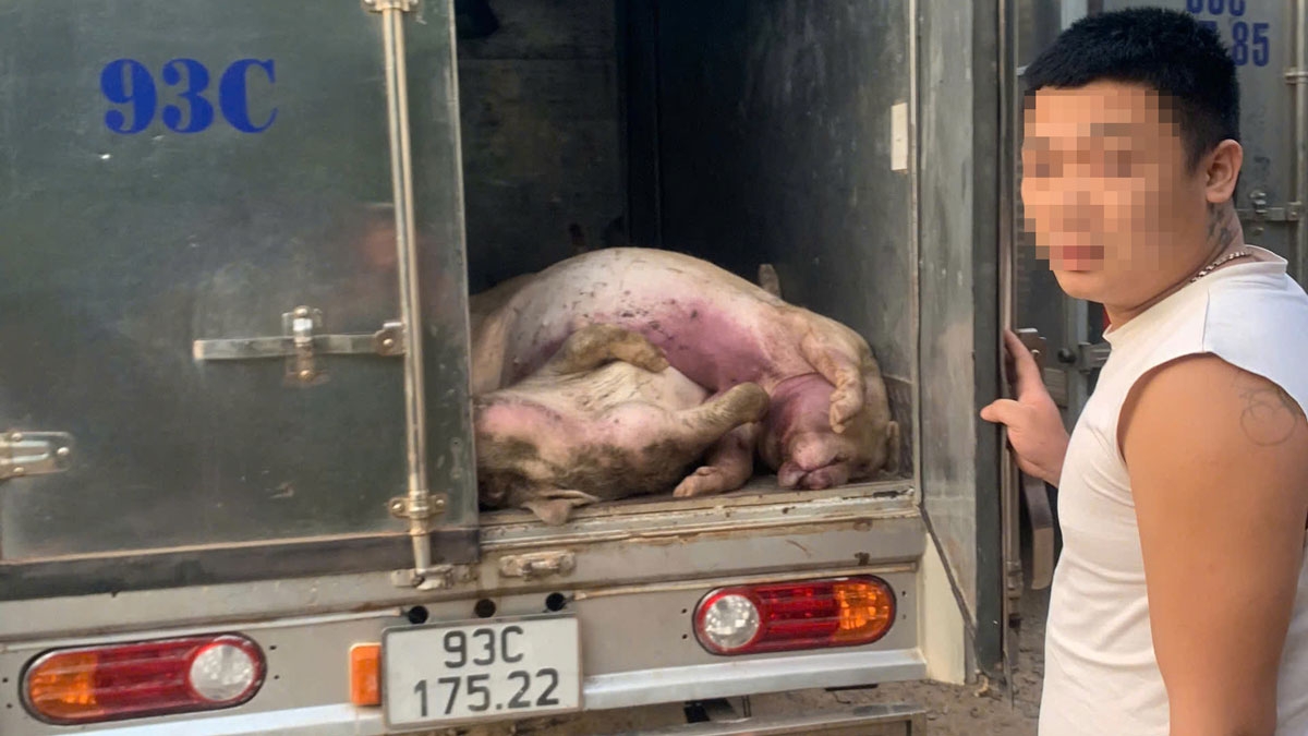 Số thịt heo chết không rõ nguồn gốc được đưa đi tiêu hủy  (ảnh: ĐC)