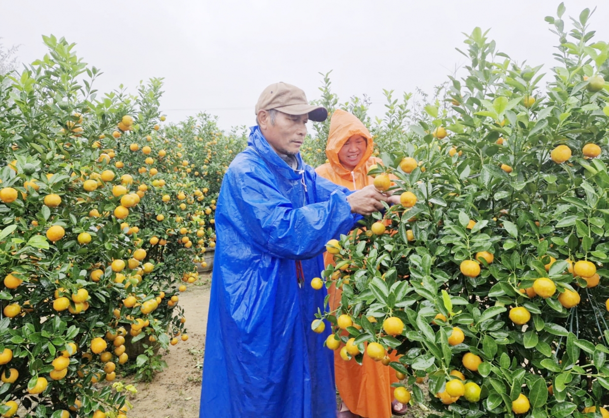 Hơn 80% quất cảnh Hội An được thương lái đặt mua