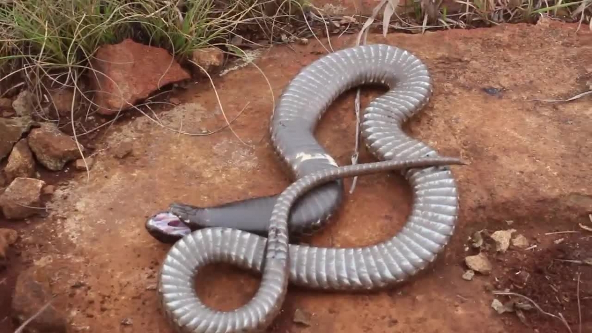 Rắn hổ mang Rinkhals giả chết. Ảnh cắt từ clip.