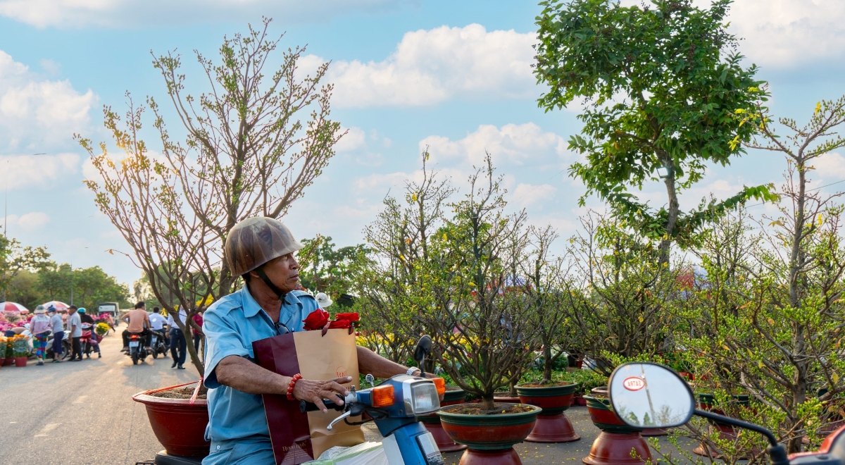 Khách xem hoa mai (Ảnh: SATRA)