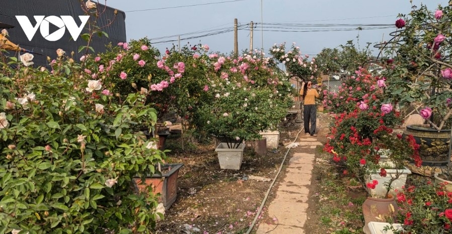 Me Linh is known as Hanoi’s largest rose hub, supplying fresh flowers to the capital and surrounding northern areas.