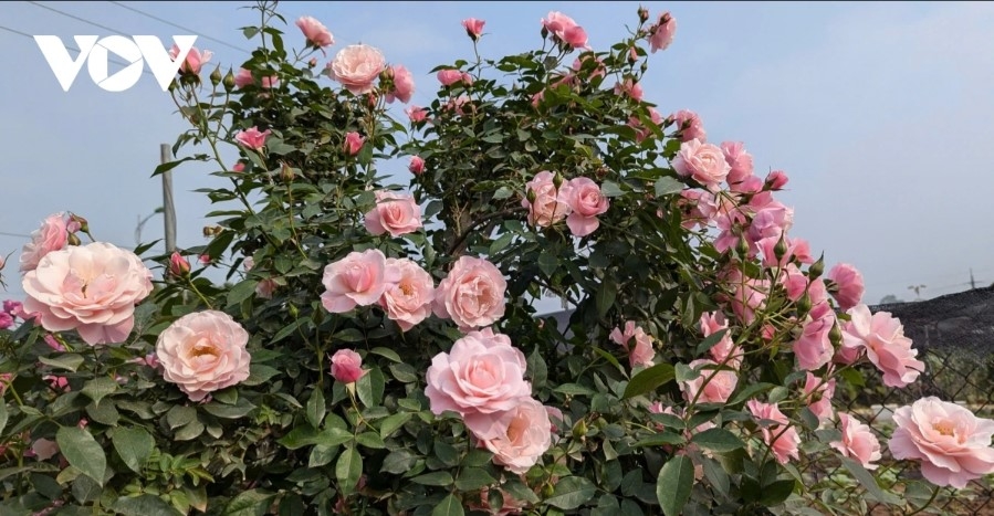 Me Linh’s flower fields bloom year-round, with the most beautiful period being from September to April.