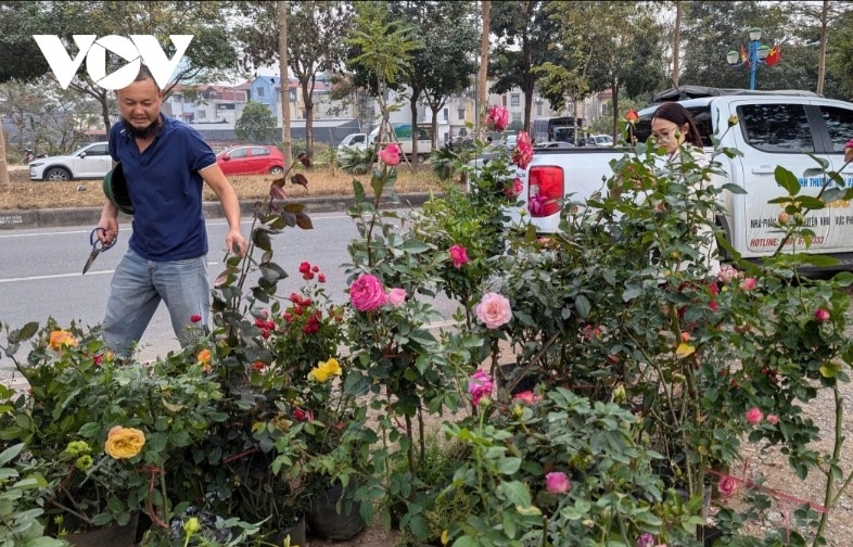 Local farmers work tirelessly around the clock to prepare their flowers for the Lunar New Year of the Snake.