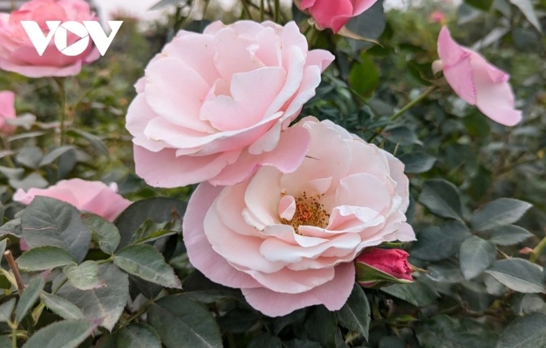 Ornamental plant growers create unique and attractive designs to meet the growing demand from customers.