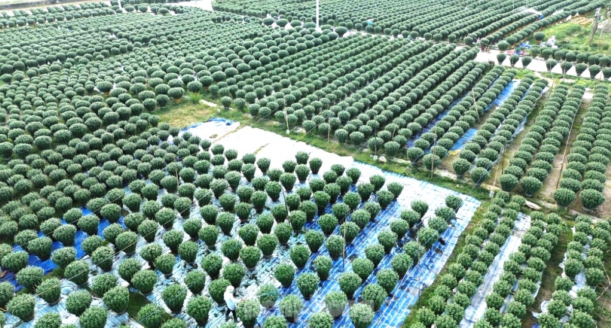 Những làng hoa ở Huế trước Tết Ất Tỵ