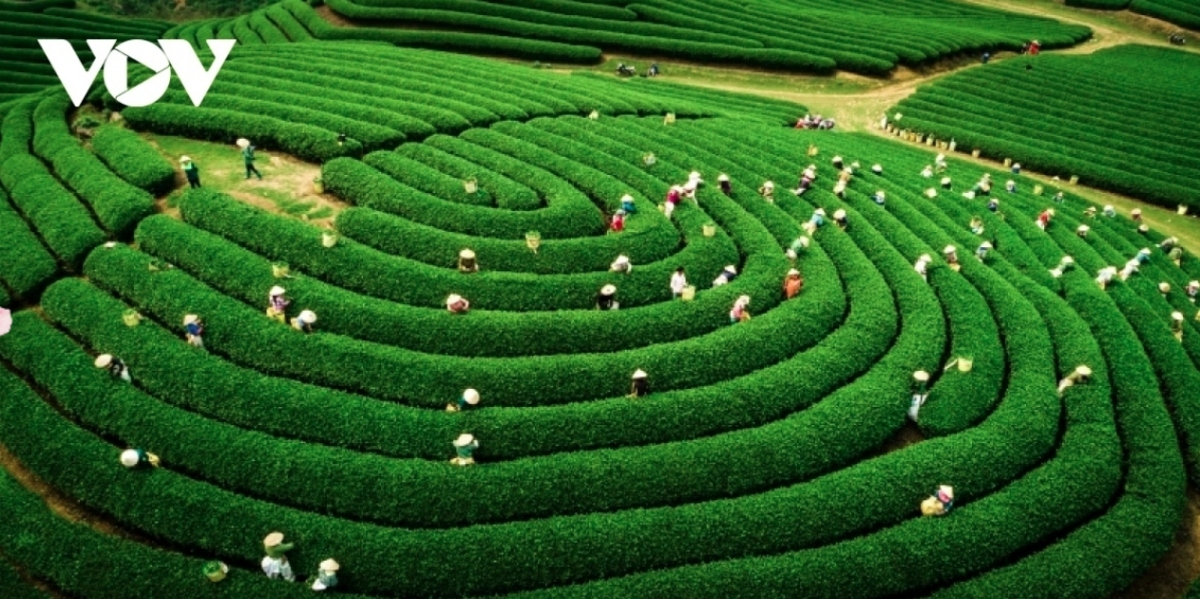 Moc Chau district in the northern mountainous province of Son La has become a popular tourist destination in recent times thanks to its breathtaking natural landscapes, refreshing climate, and vibrant cultural heritage on offer to guests.