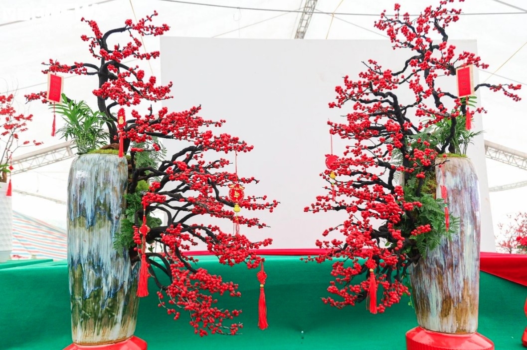 A shop features a wider range of bonsai trees which are worth several dozens to hundreds of millions of VND.