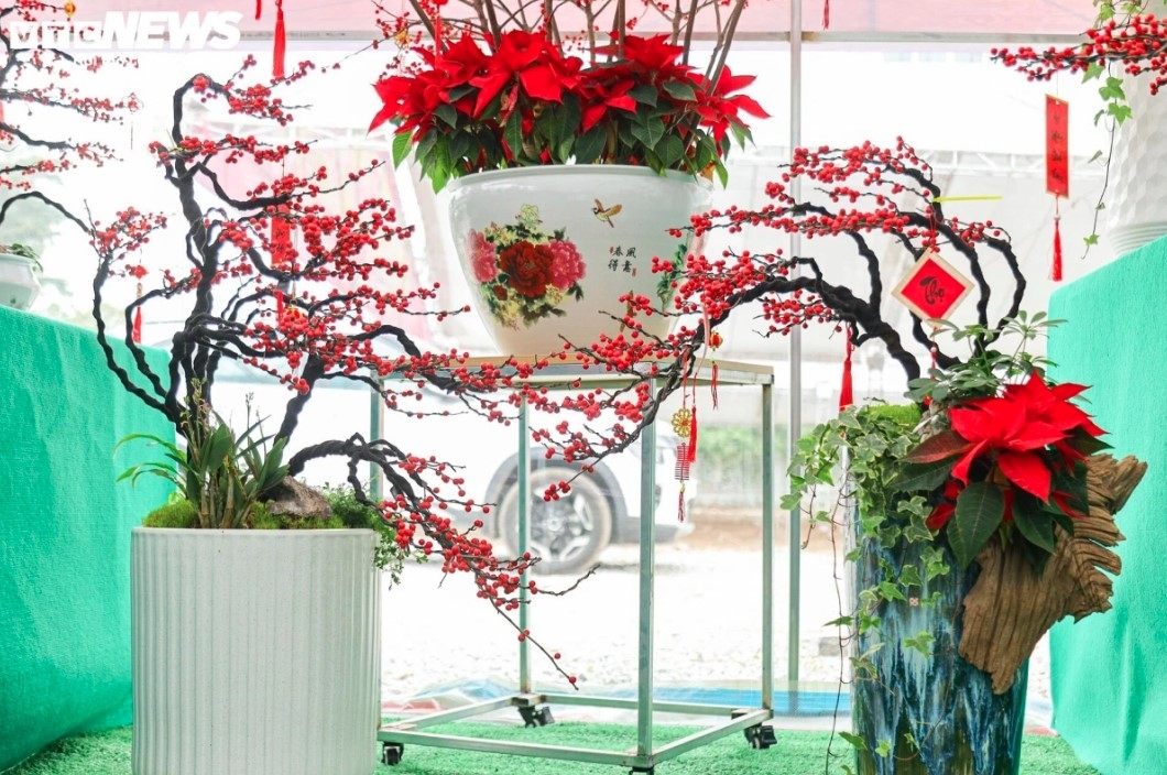 Although the tree is considered to be expensive, it is a favourite product among customers for its beauty.