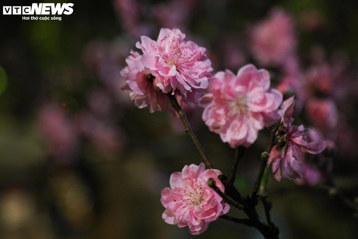 Thâu đêm trông đào, quất, tiểu thương chỉ hy vọng năm nay buôn bán tốt để có một mùa Tết ấm no.