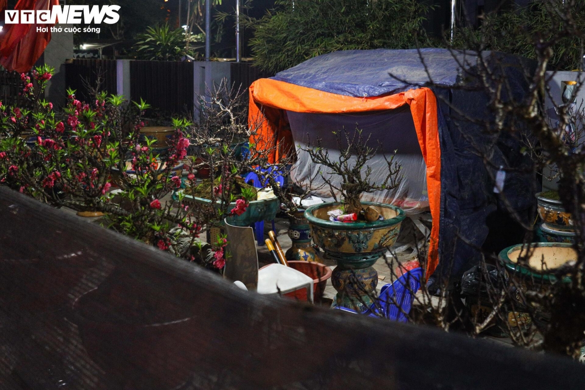 Còn 2 tuần nữa đến Tết Nguyên đán 2025, các loại cây cảnh đã "đổ bộ" về Hà Nội, sẵn sàng phục vụ khách mua. Đây cũng là giai đoạn người bán phải trông cây suốt ngày đêm, bất kể trời rét buốt.