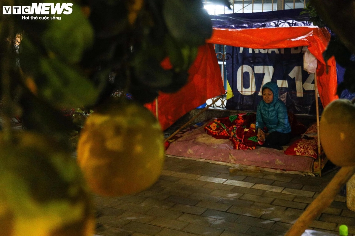 Bà Nguyễn Thị Phượng (Hưng Yên) - một tiểu thương bán đào trên đường Lạc Long Quân (quận Tây Hồ, Hà Nội) - cho biết, những chậu đào thế được vận chuyển từ Hưng Yên về đây, mới bày bán được vài ngày. Vợ chồng bà phải thay nhau trông vì đây là tài sản chắt chiu cả năm trời của cả gia đình.