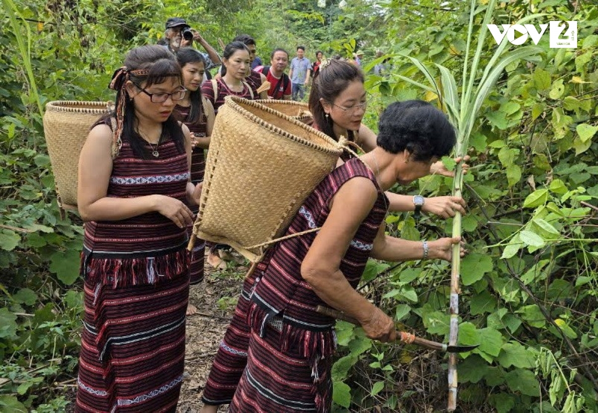 Lên rẫy rước hồn Thần Lúa về làng trong lễ Sayangva