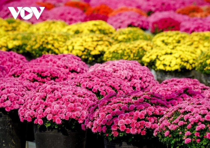 These pots of blooming chrysanthemums are ready for delivery to consumers.