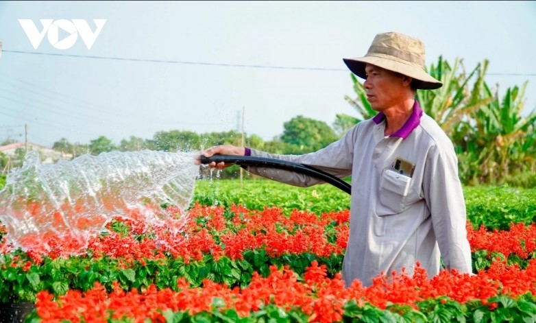 The flower village is entering the busiest period of the year as local farmers work hard from dawn to dusk preparing flowers and bonsai plants on order.