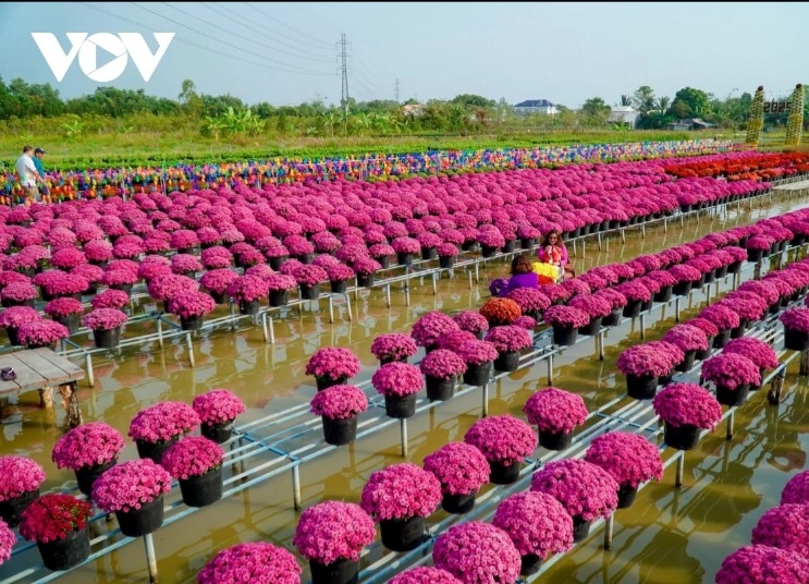 During the Tet holiday, flowers such as chrysanthemums, roses, and ornamental flowers are among buyers’ popular choices.