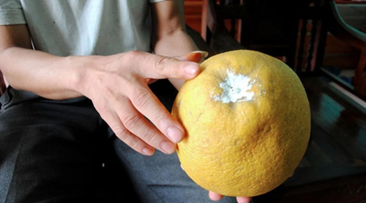 Bôi vôi kín phần cuống quả là một cách bảo quản bưởi Diễn được lâu dài. (Ảnh: Tiin)