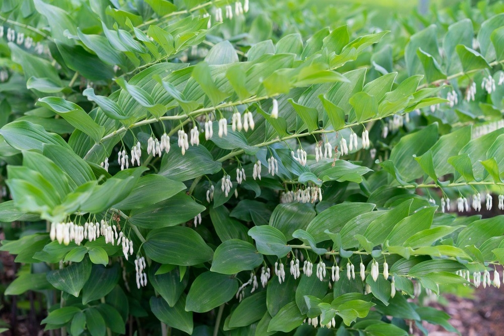 Cây hoàng tinh cực tốt cho thận. Ảnh: Getty Images