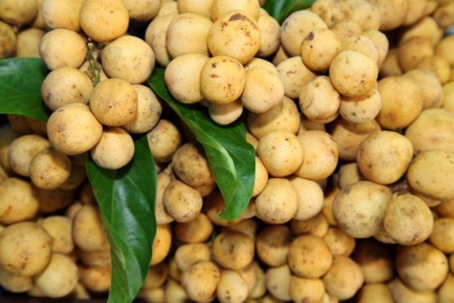 Bòn bon giúp tăng cường thị lực. Ảnh: Adobe Stock