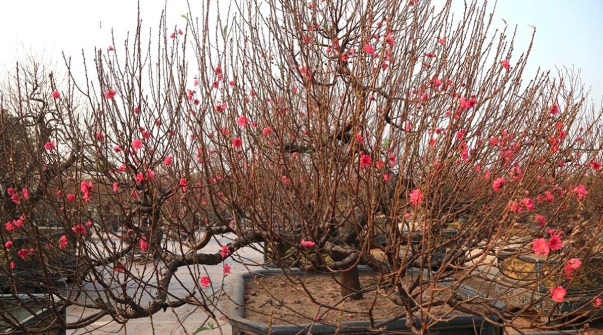 When visiting either of the two-long standing flower villages during the festive season, customers can enjoy the enthusiastic working atmosphere of the peach and kumquat farmers amid the cold weather.