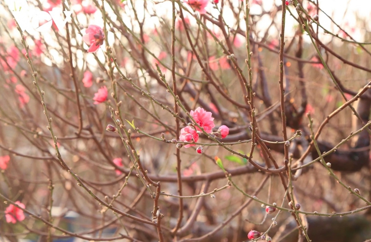 Nhat Tan village in Tay Ho district is widely considered to be one of the largest suppliers of peach blossoms in the capital.