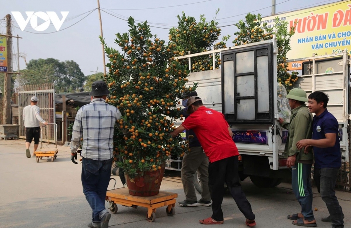 Growers bring peach and kumquat trees to the market in order to meet demand for decorations during the Tet holiday.