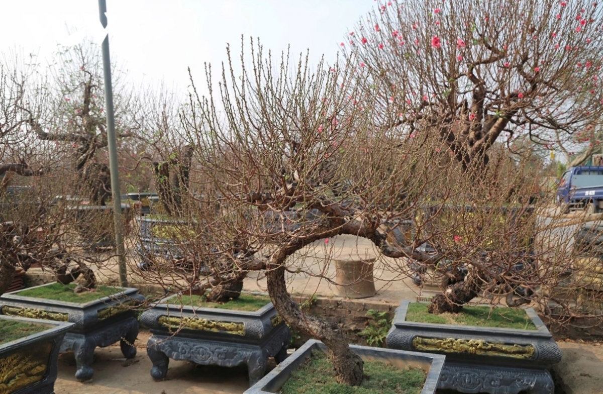 Bonsai peach trees prove to be the most popular items among customers as Tet draws near.